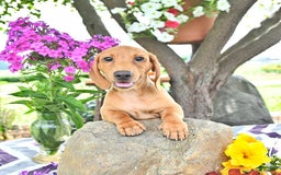 Miniature Dachshund dogs for sale: Twinkle - Image 3