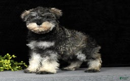 Miniature Schnauzer dogs for sale: Rosemary - Image 8