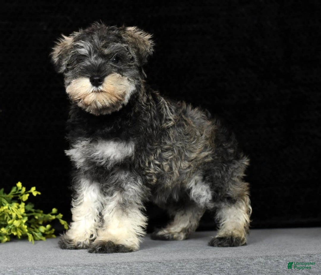 Miniature Schnauzer dogs for sale: Rosemary - Image 8
