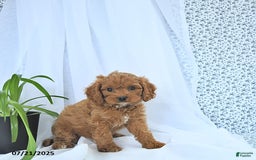 Cavapoo dogs for sale: Ryder - Image 7