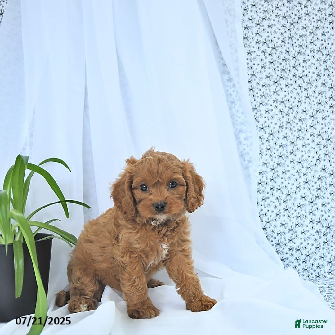 Cavapoo dogs for sale: Ryder - Image 7