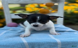 Chihuahua dogs for sale: Pepper - Image 8