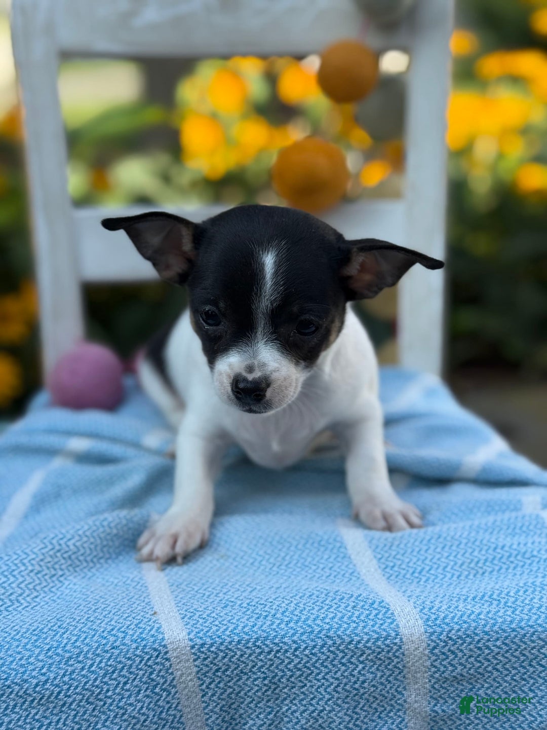 Chihuahua dogs for sale: Pepper - Image 8