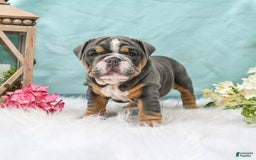 English Bulldog dogs for sale: Bonnie - Image 2