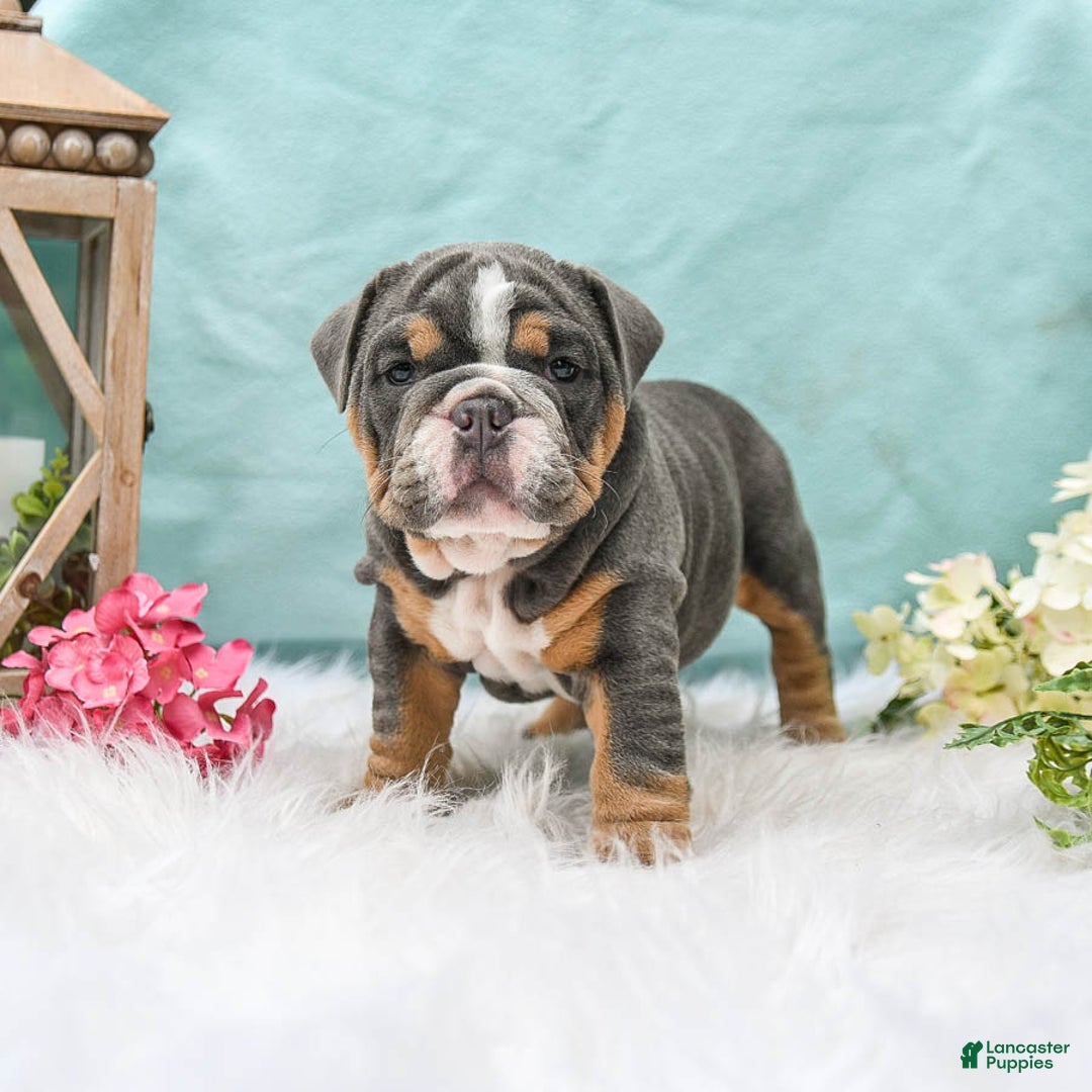 English Bulldog dogs for sale: Bonnie - Image 2