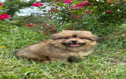 Yorkshire Terrier dogs for sale: Berry - Image 1