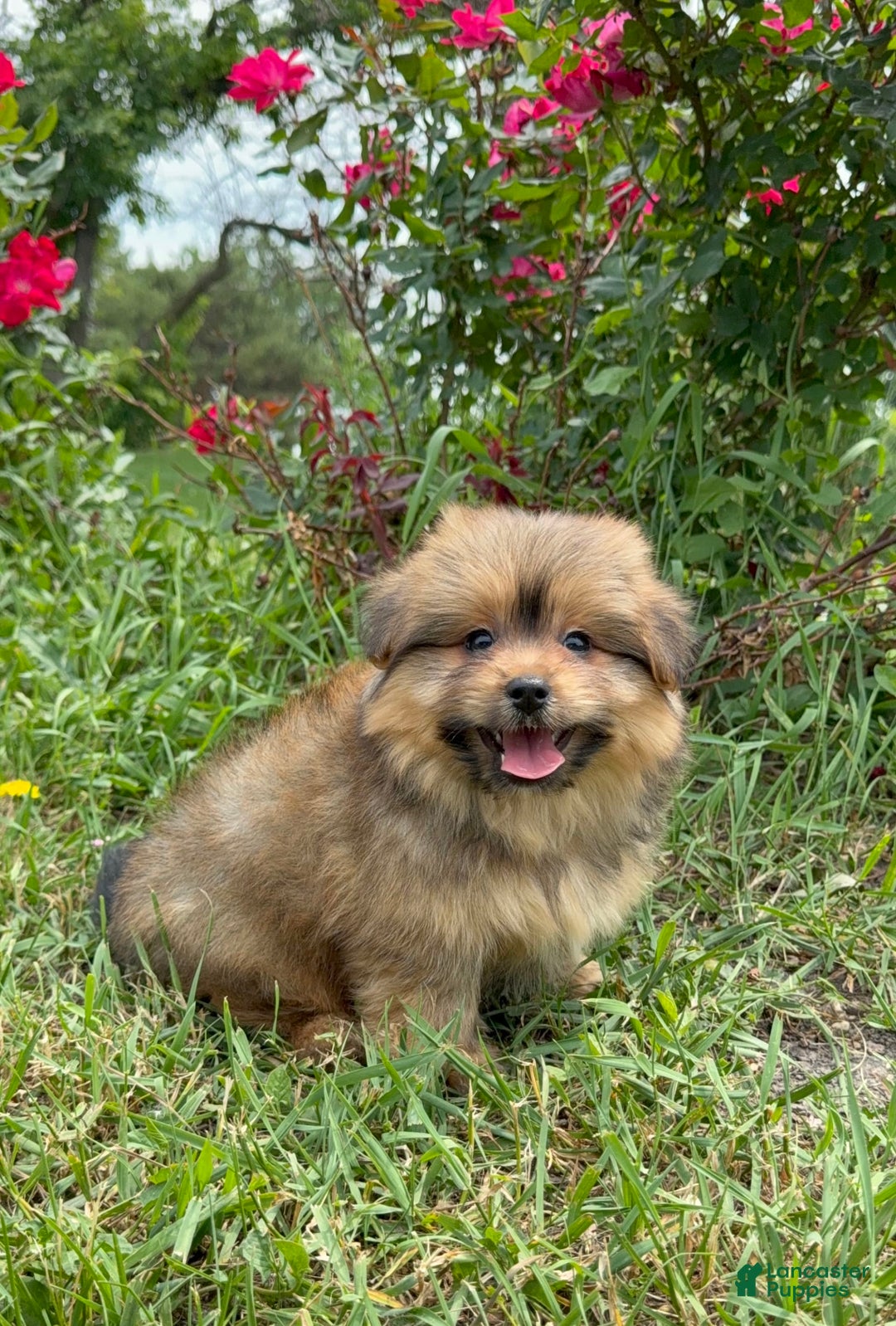 Yorkshire Terrier dogs for sale: Berry - Image 1