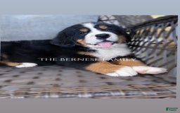 Bernese Mountain Dog dogs for sale: Female Thin Blaze - Image 7