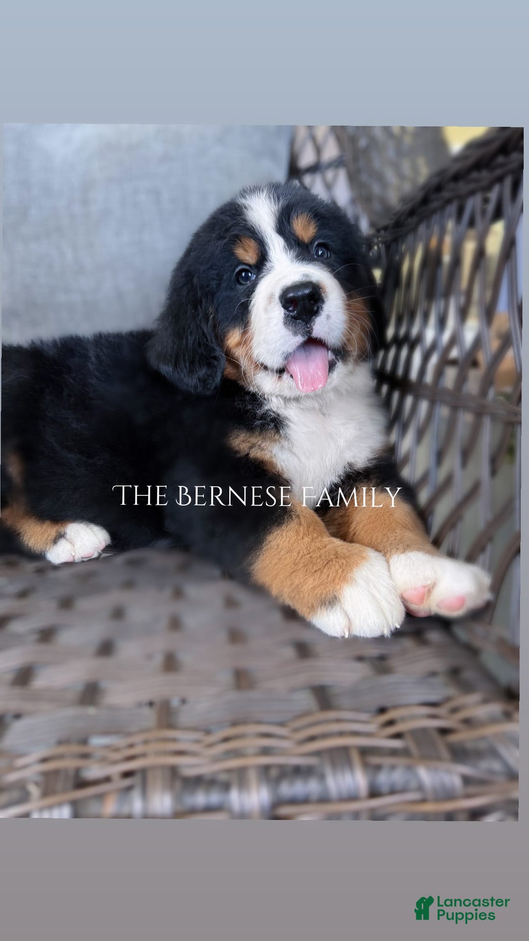 Bernese Mountain Dog dogs for sale: Female Thin Blaze - Image 7