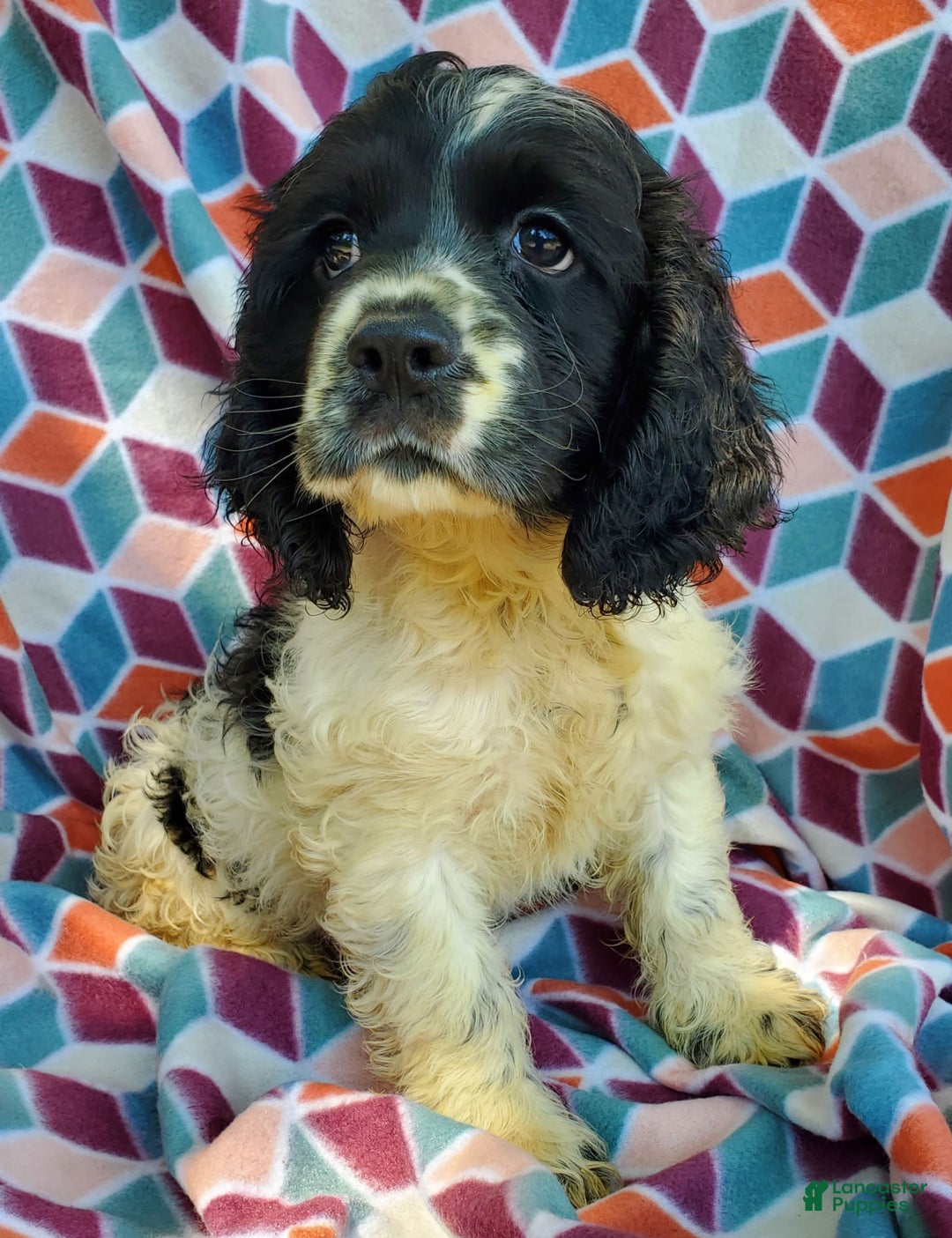 Cocker Spaniel dogs for sale: Nash - Image 24