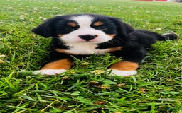 Bernese Mountain Dog dogs for sale: Joker - Image 4
