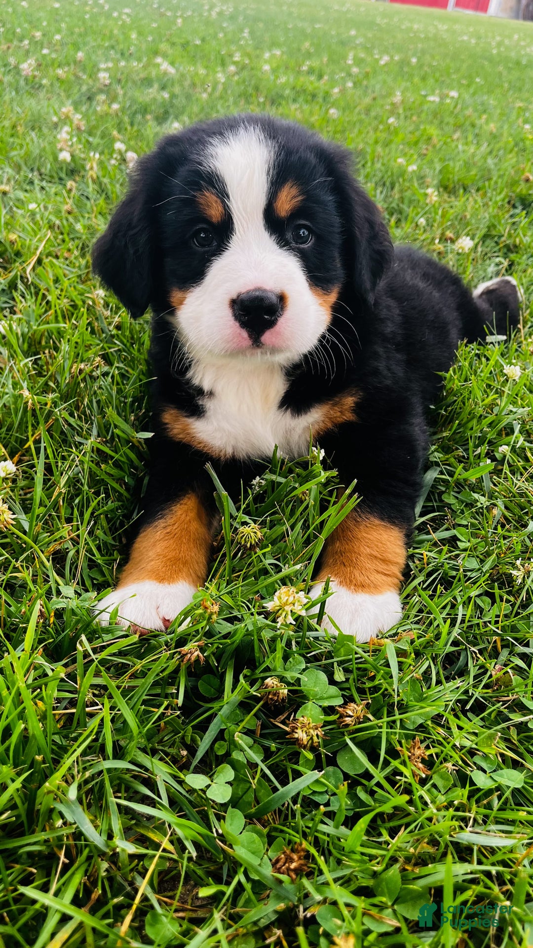 Bernese Mountain Dog dogs for sale: Joker - Image 4