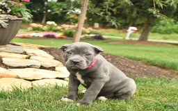 Cane Corso dogs for sale: Ocean - Image 1