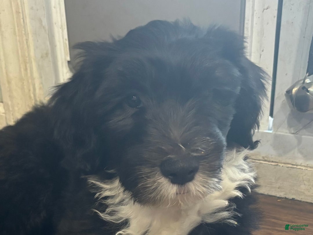 Old English Sheepdog dogs for sale: Dark Blue Boy - Image 9