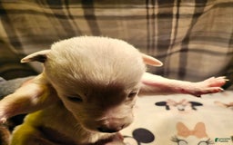 Border Collie dogs for sale: Dreami - Image 33