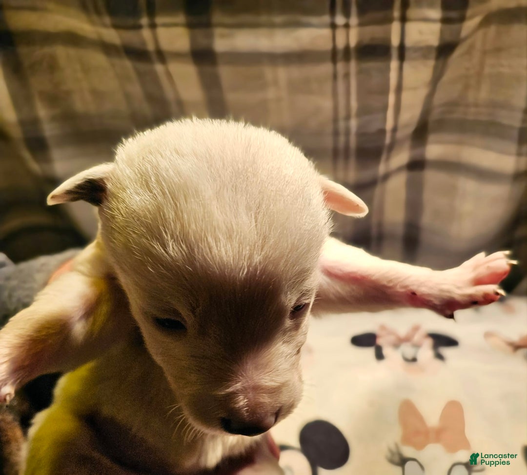 Border Collie dogs for sale: Dreami - Image 33