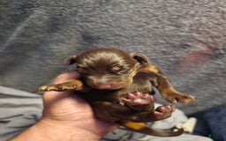Doberman Pinscher dogs for sale: Athena - Image 1