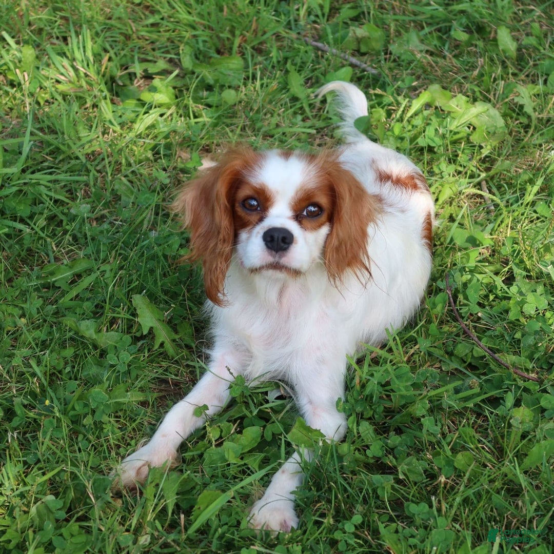Cavalier King Charles Spaniel dogs for sale: Sage - Image 6