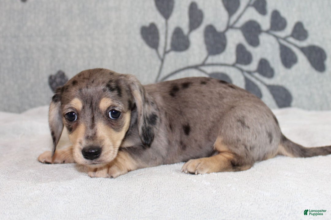 Miniature Dachshund dogs for sale: Leia - Image 1