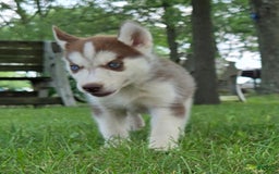 Siberian Husky dogs for sale: Hazel - Image 3