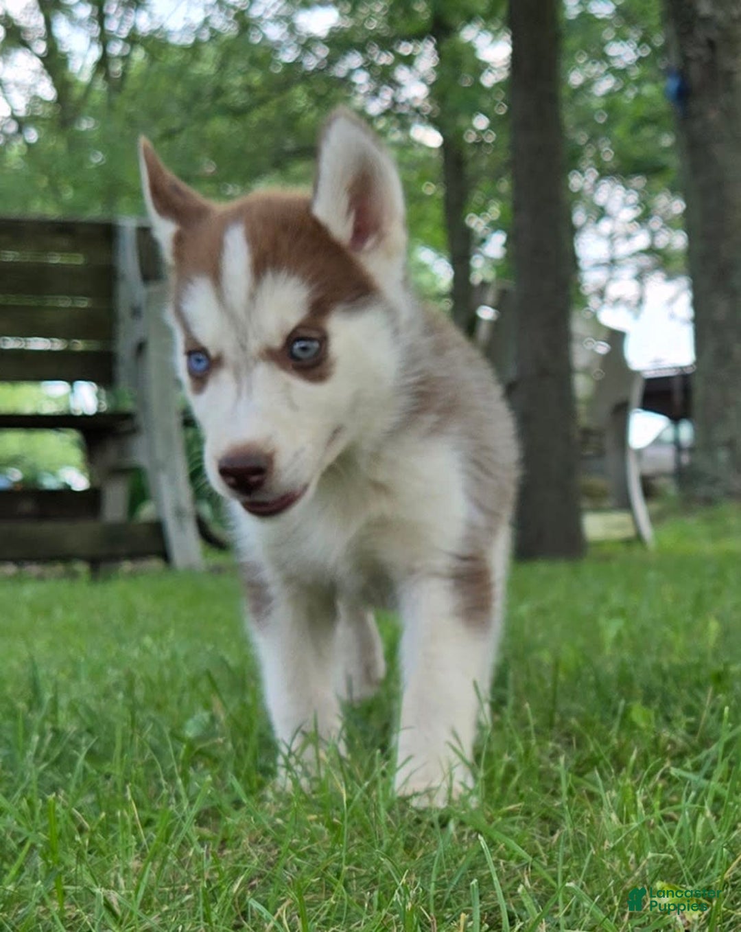 Siberian Husky dogs for sale: Hazel - Image 3