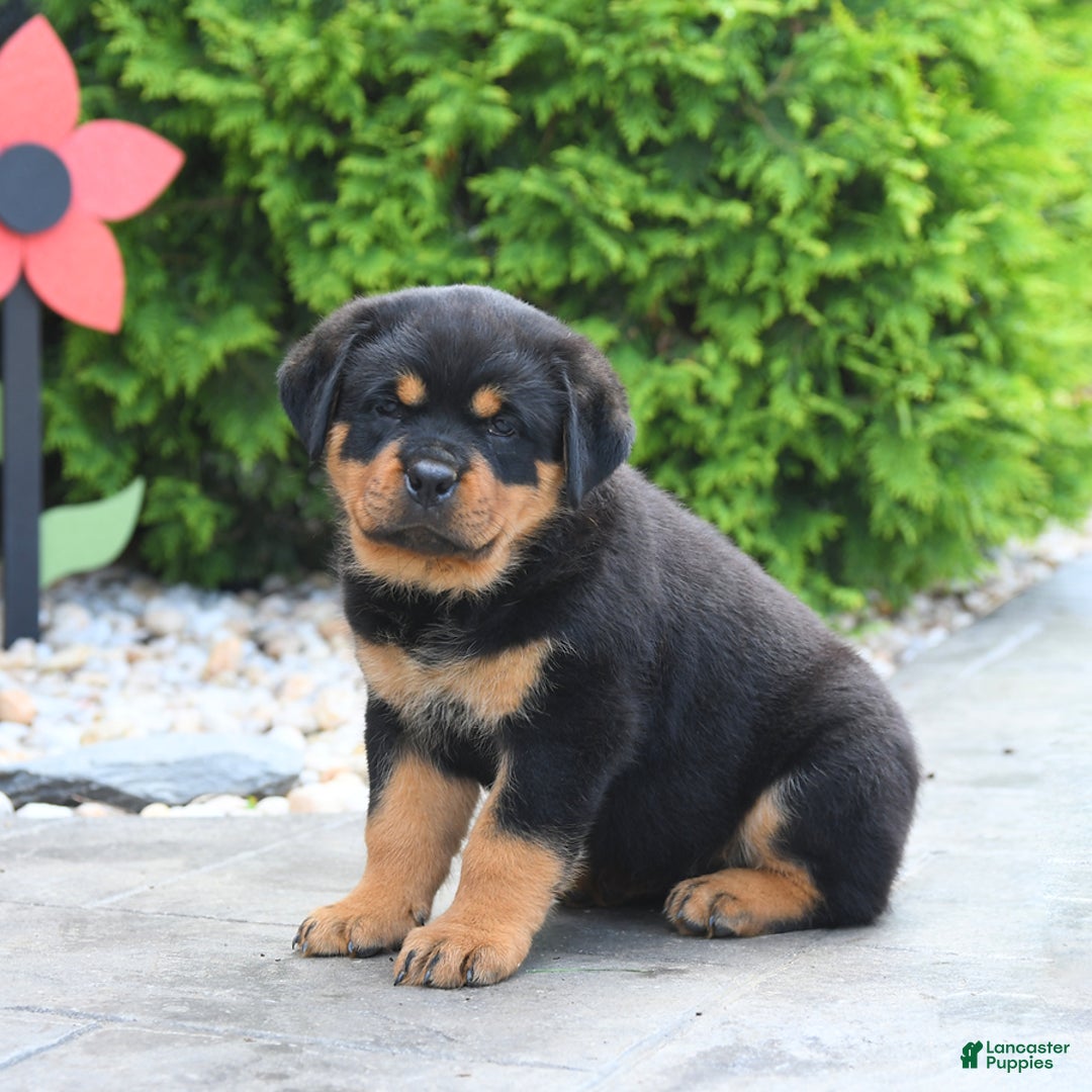 Rottweiler dogs for sale: Rottweiler 7 puppies - Image 5