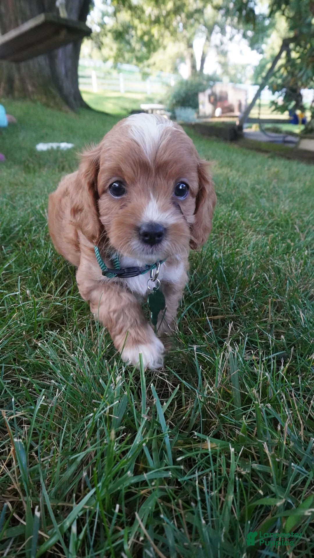 Cavapoo dogs for sale: Taffy - Image 11