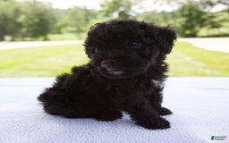 Miniature Poodle dogs for sale: Axel - Image 10