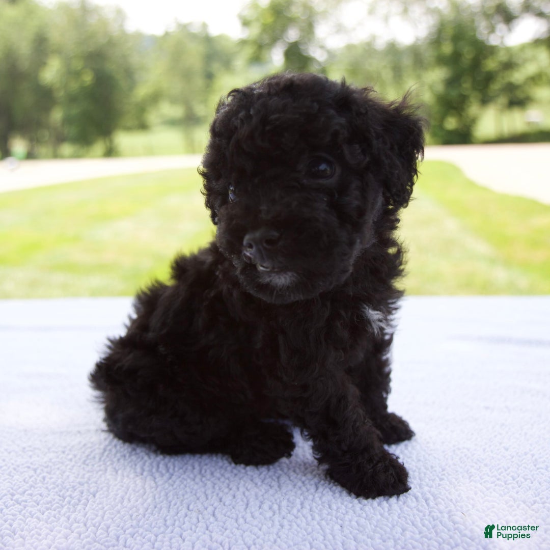 Miniature Poodle dogs for sale: Axel - Image 10