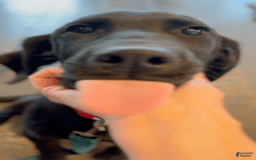 Labrador Retriever dogs for sale: Boomer - Image 2