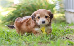 Morkie dogs for sale: Randy - Image 5