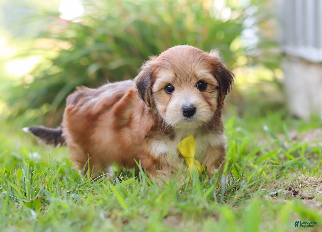Morkie dogs for sale: Randy - Image 5