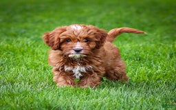 Cavapoo dogs for sale: Biscuit - Image 2