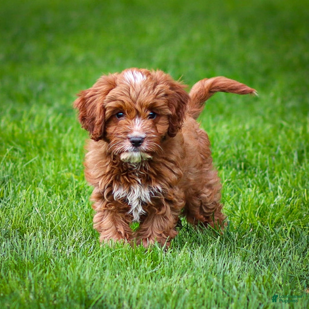 Cavapoo dogs for sale: Biscuit - Image 2