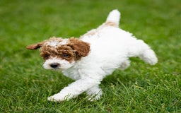 Toy Poodle dogs for sale: Rusty Scout - Image 3