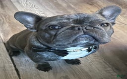 French Bulldog dogs for sale: Zoey - Image 6