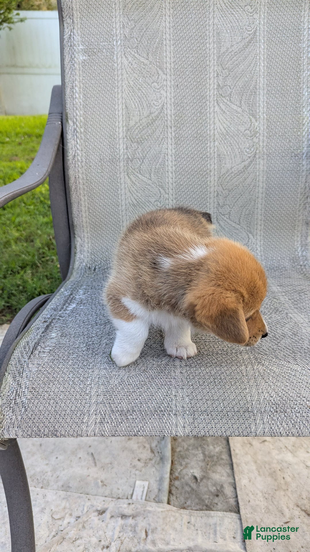 Welsh Corgi Pembroke dogs for sale: Redwhitefemale - Image 4