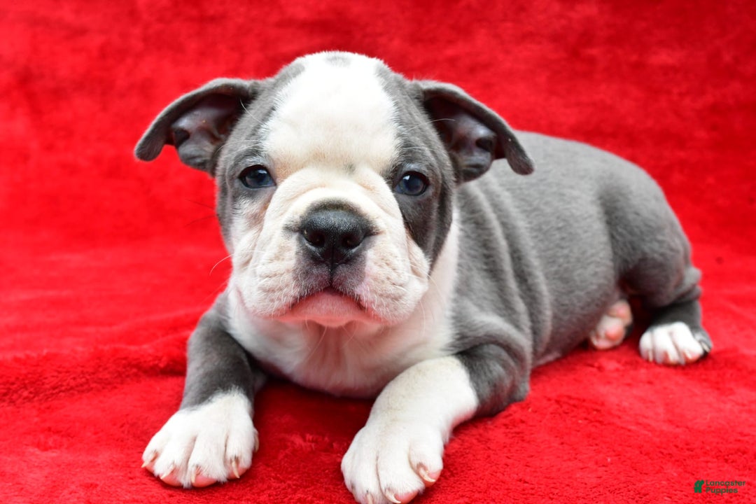 Boston Terrier dogs for sale: Jane - Image 2