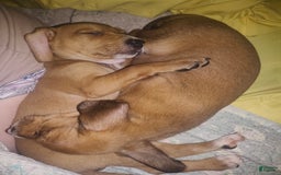 Beagle dogs for sale: Sage - Image 4