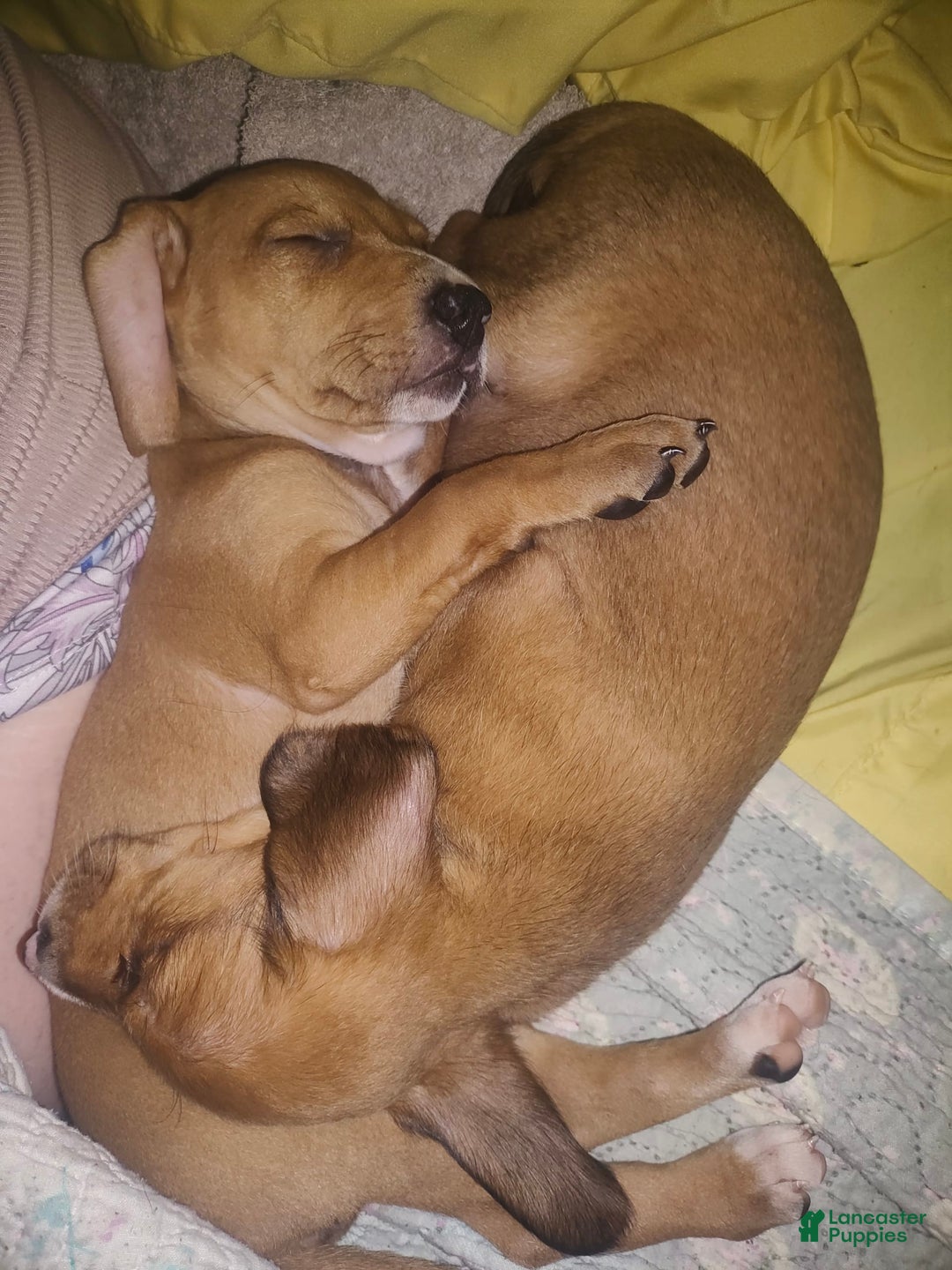 Beagle dogs for sale: Sage - Image 4