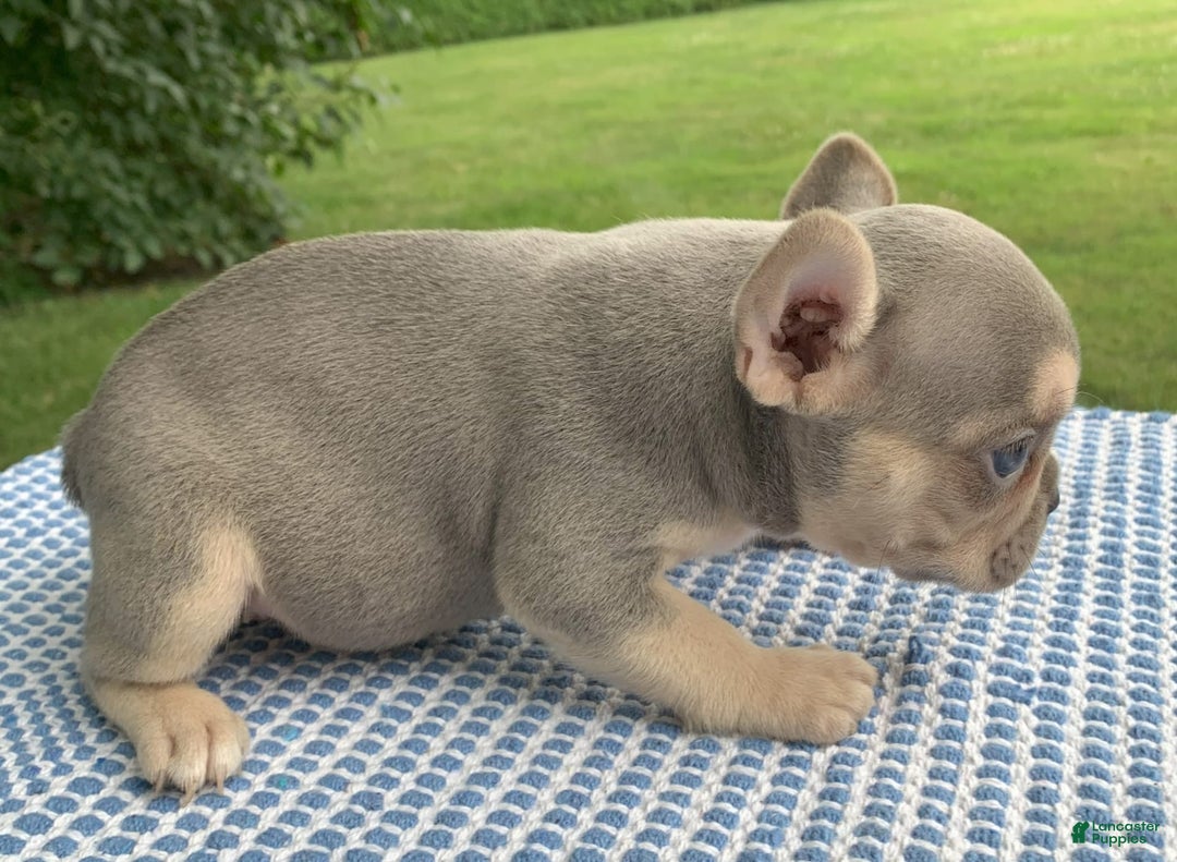 French Bulldog dogs for sale: Flower - Image 4