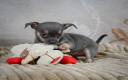 Chihuahua dogs for sale: Sally - Image 6