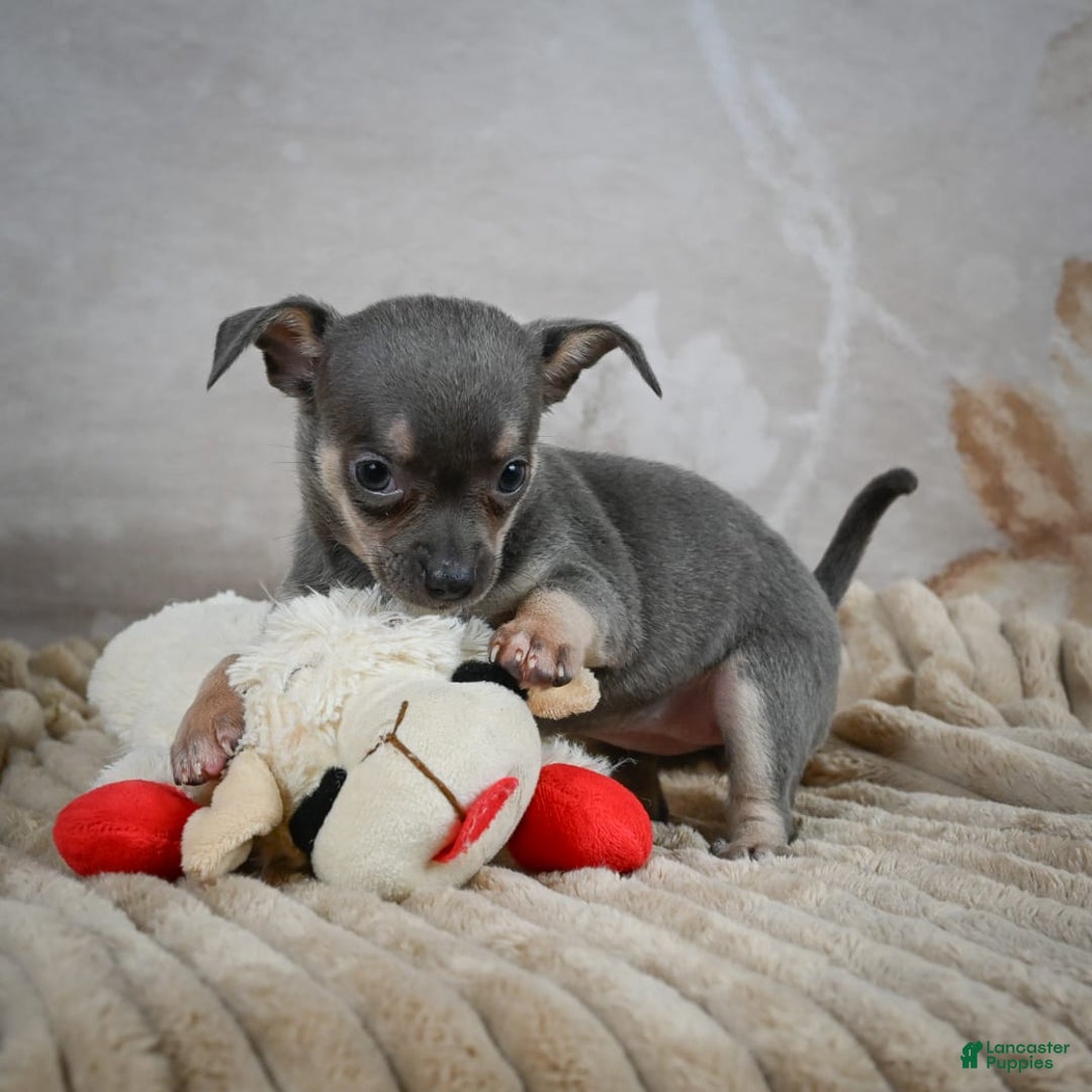 Chihuahua dogs for sale: Sally - Image 6