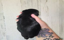 Miniature Schnauzer dogs for sale: Pup 1 - Image 1