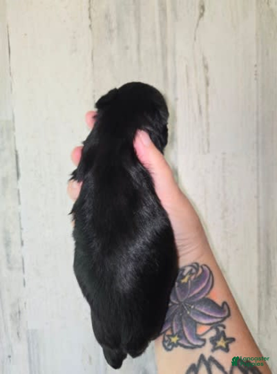 Miniature Schnauzer dogs for sale: Pup 1 - Image 1
