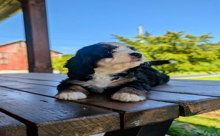 Mini Bernedoodle dogs for sale - Ad 5
