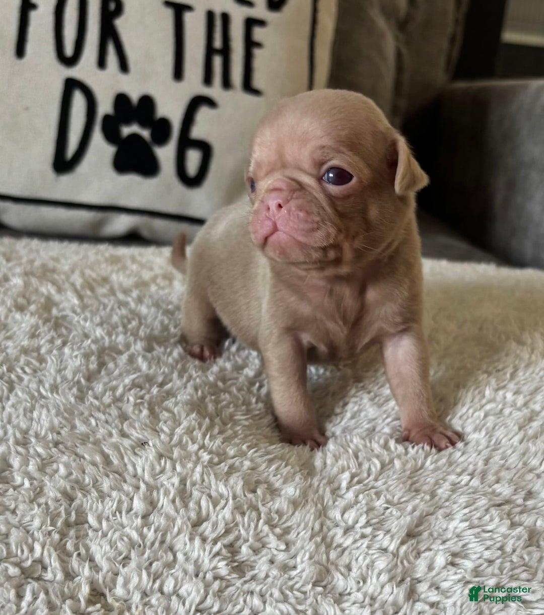 Pug dogs for sale: Champagne Male - Image 2