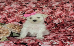 Morkie dogs for sale: Zahara Hypoallergenic - Image 4