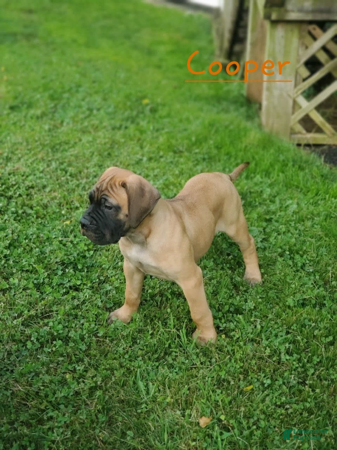 Bullmastiff dogs for sale: Cooper - Image 3