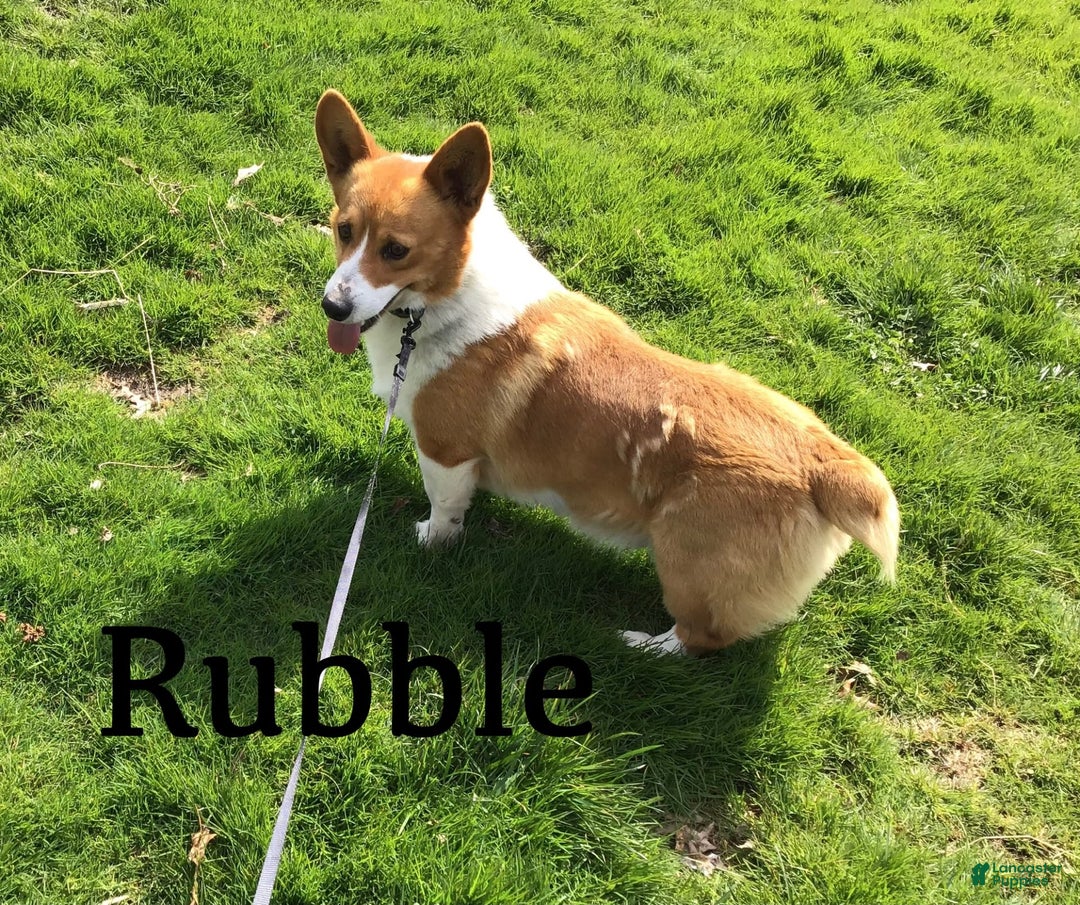 Welsh Corgi Pembroke dogs for sale: Annie - Image 7